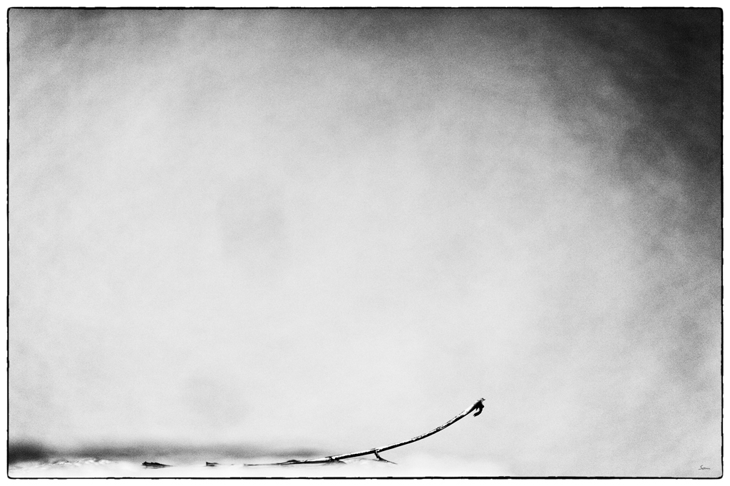 Blatt PZ14604