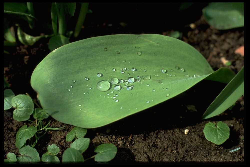 blatt tropfen