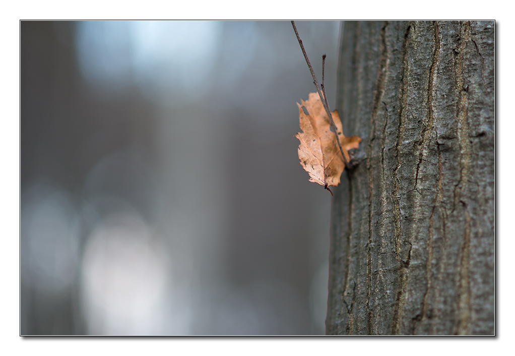 blatt und baum
