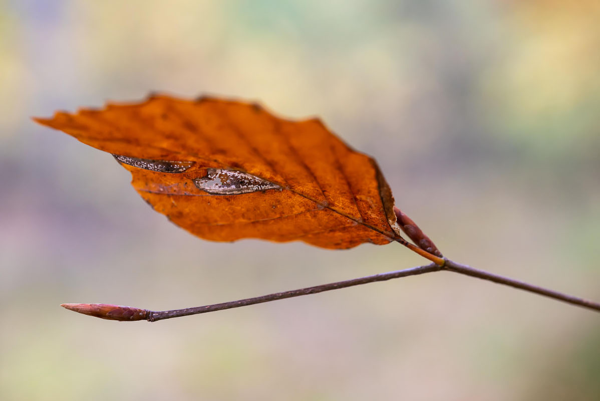 Blatt und Knospe.jpg