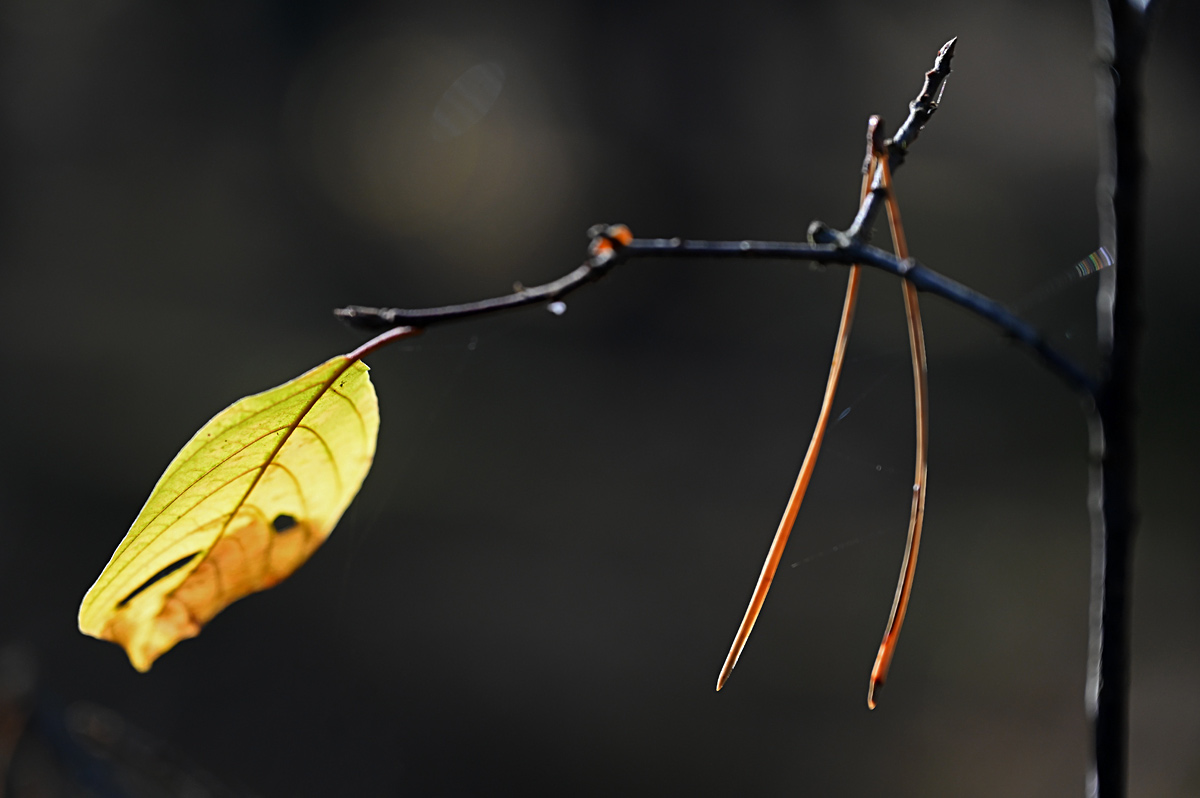 Blatt und nadel.jpg