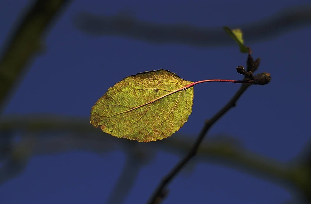 Blatt