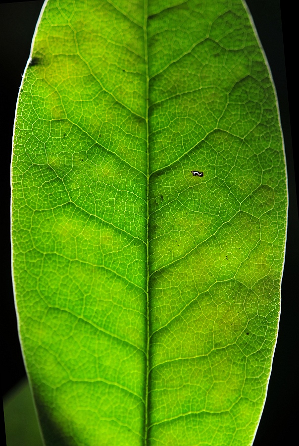 Blatt