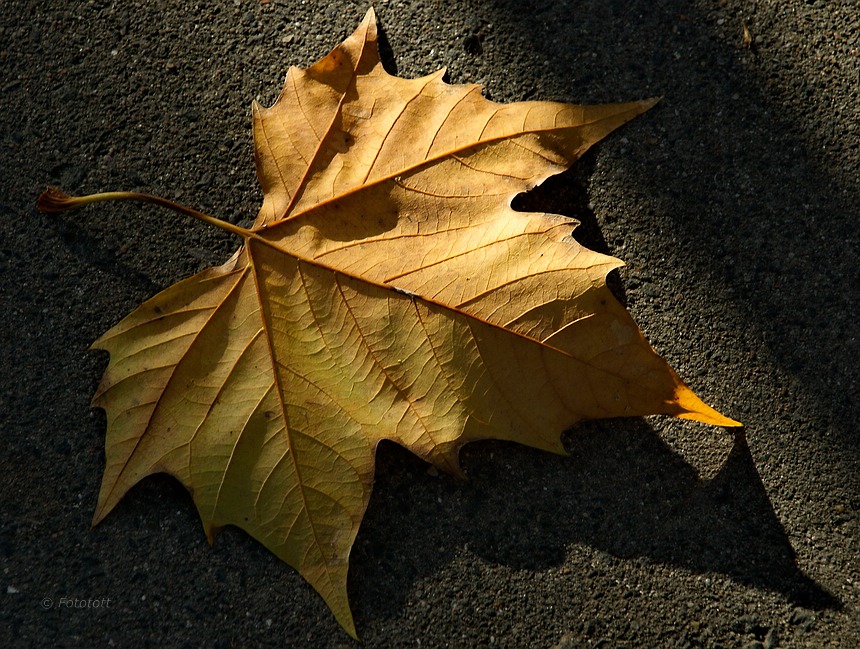 Blatt