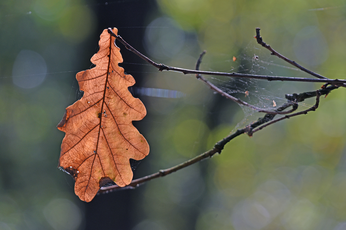 blatt_2.jpg