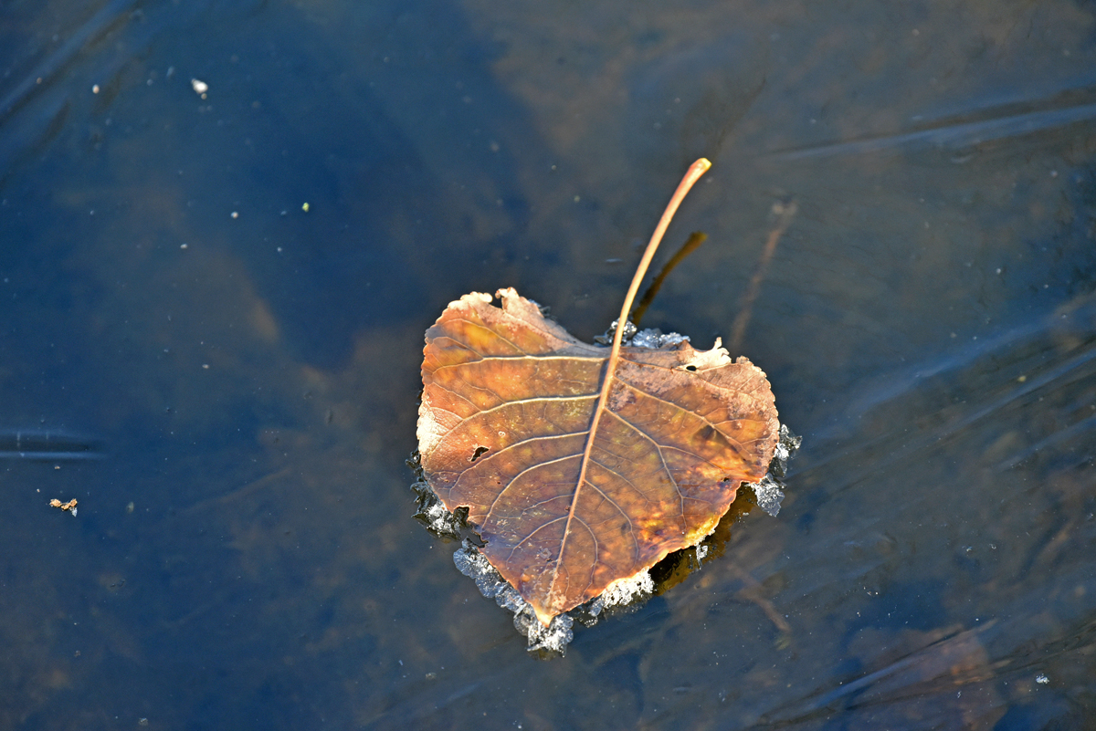 blatt_8.jpg