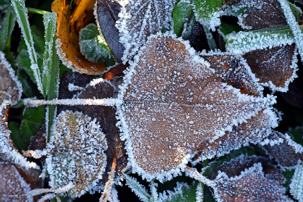 blatt_9.jpg
