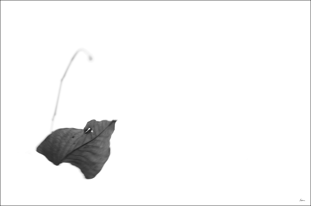 BlattDSC 0025