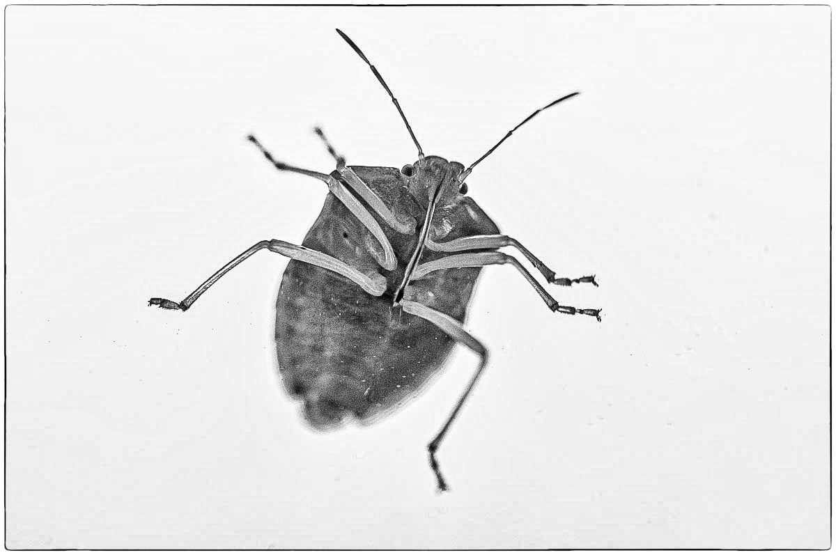 Blattwanze von unten 3 (1 von 1).JPG