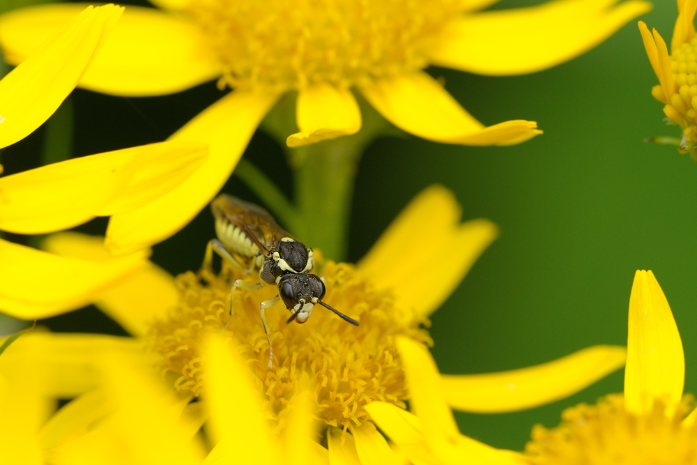 Blattwespe (Tenthredo notha) 1