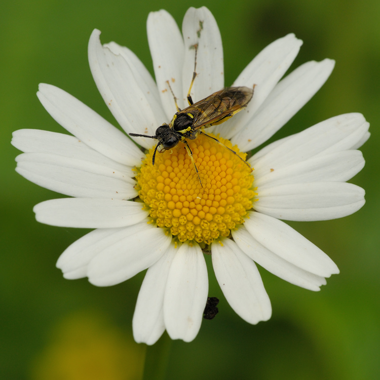 Blattwespe (Tenthredo notha) 2