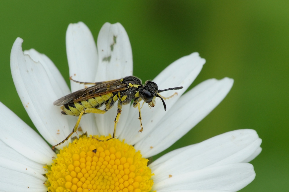Blattwespe (Tenthredo notha) 3