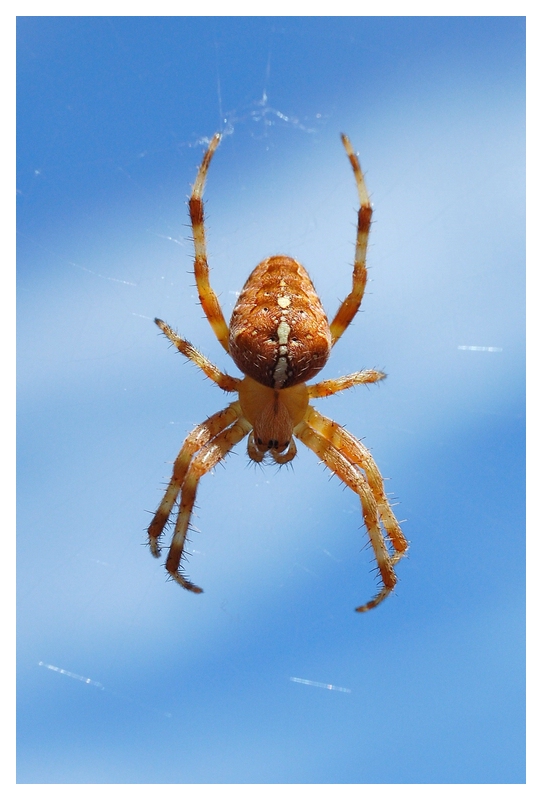 (Blau-)Spinne