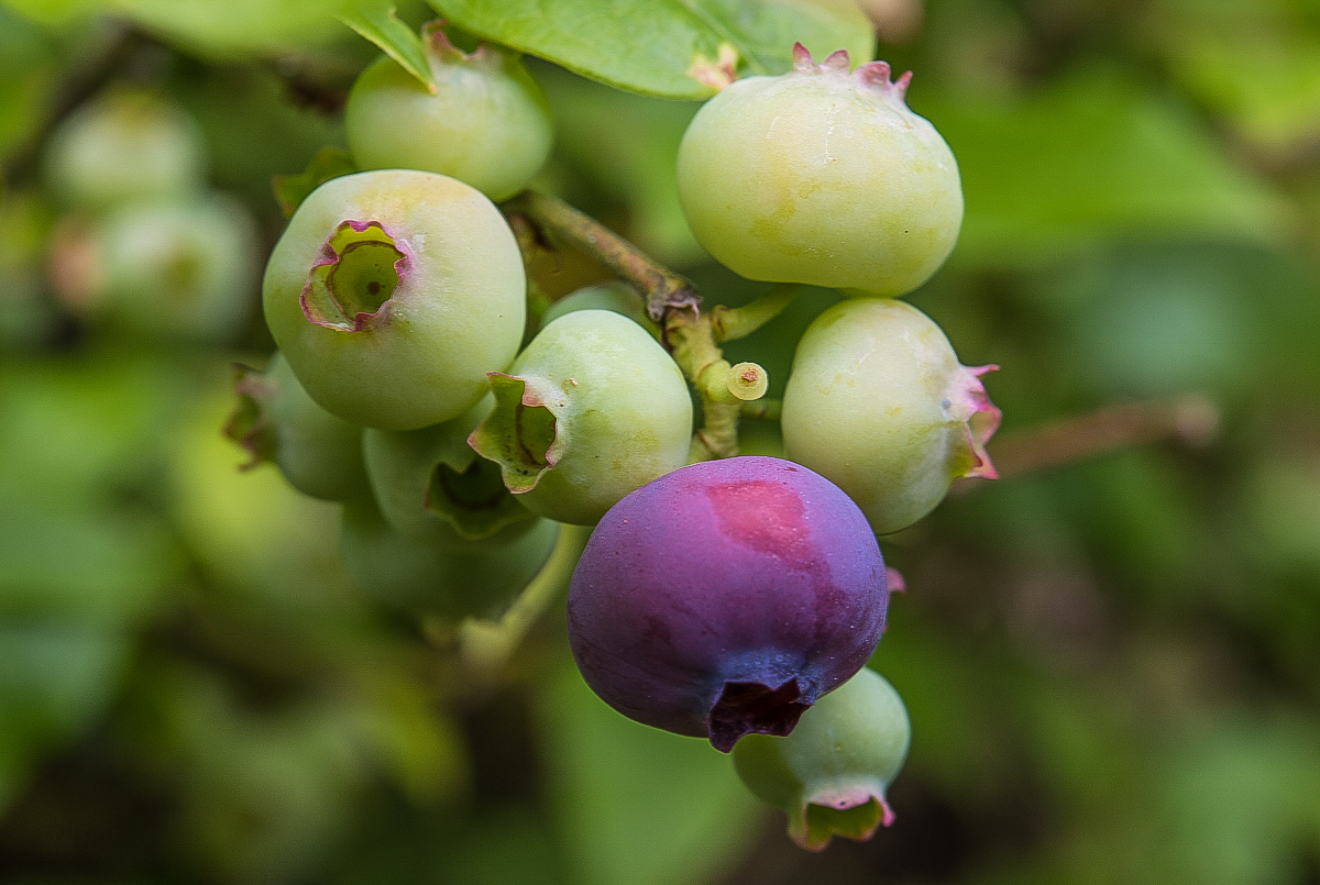 Blaubeeren (1 von 1).JPG
