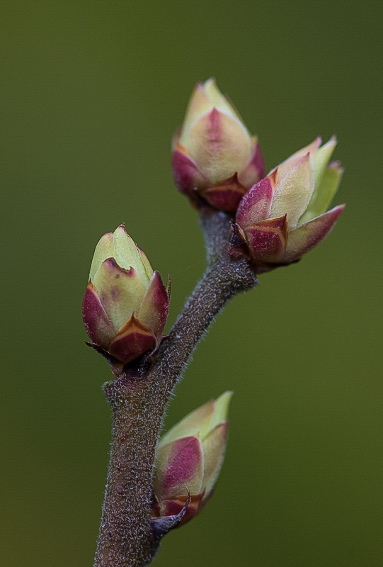 Blaubeeren.jpg