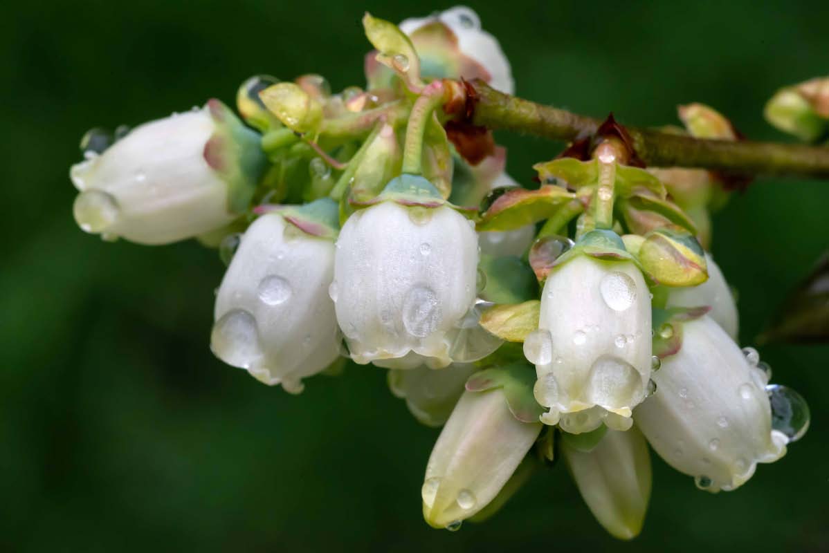 Blaubeeren.jpg