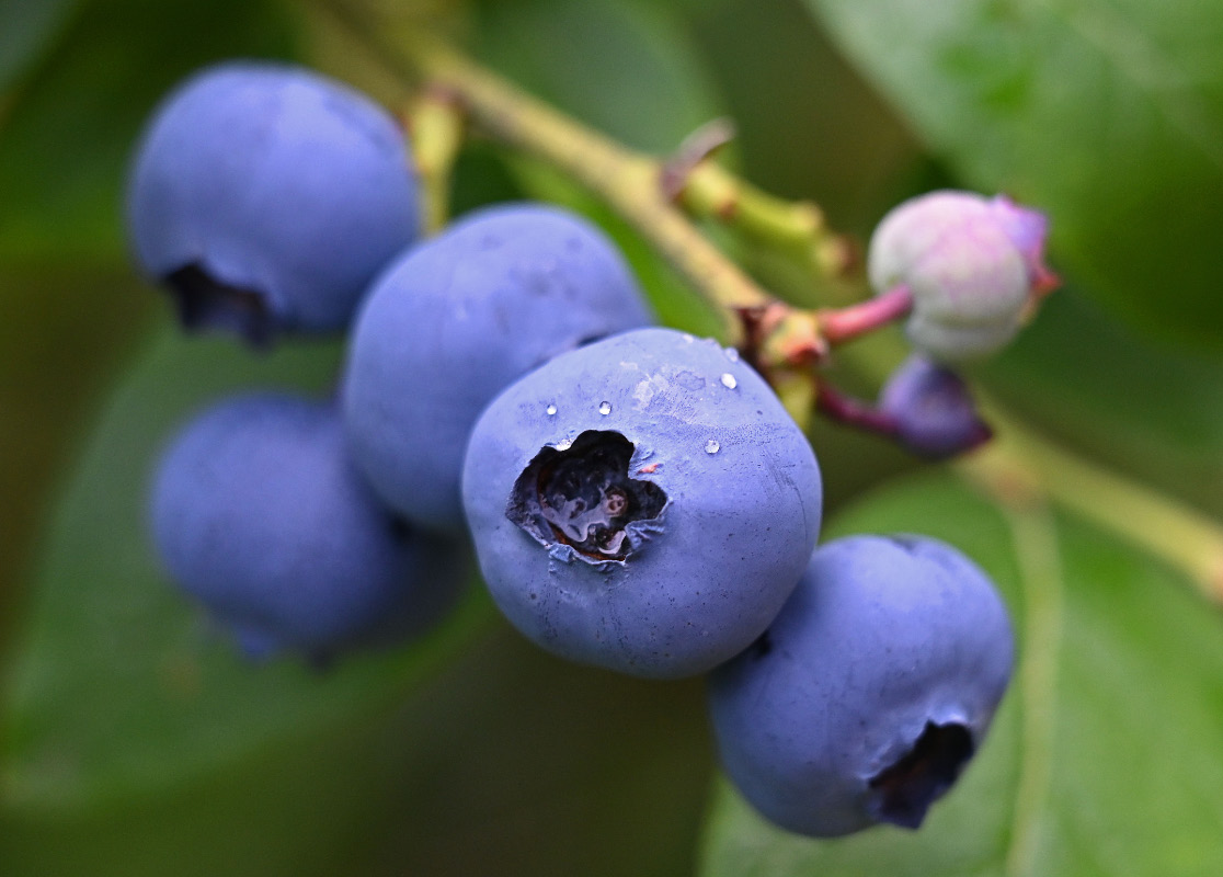 Blaubeeren.jpg