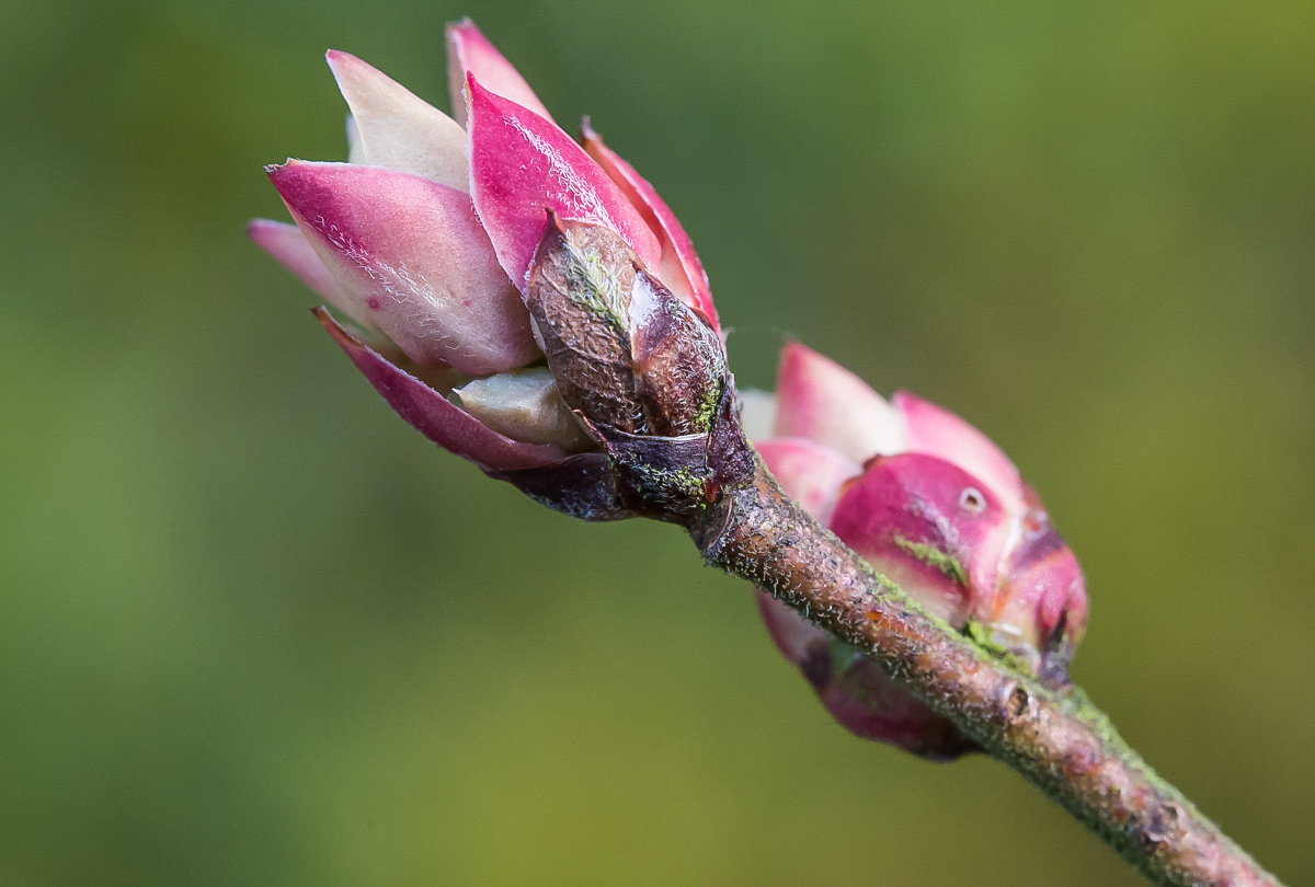 Blaubeerenknospe (1 von 1).jpg