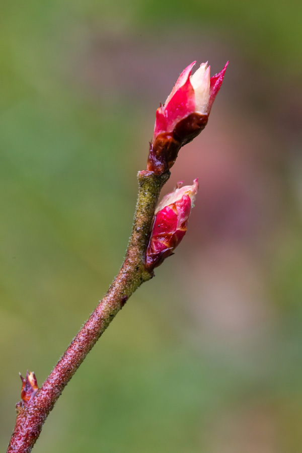 Blaubeerknospen.jpg