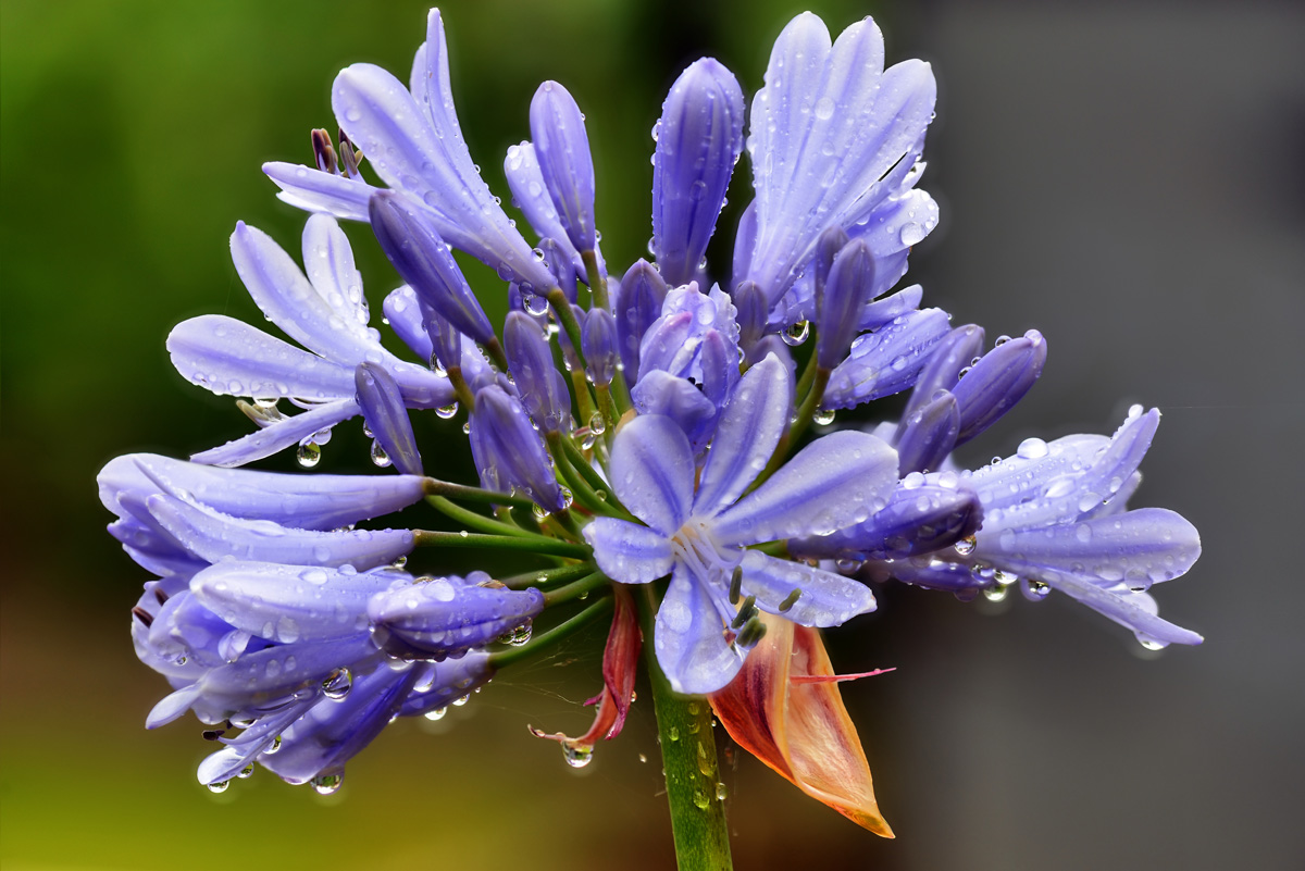 Blaue afrikanische Lilie_1206.jpg