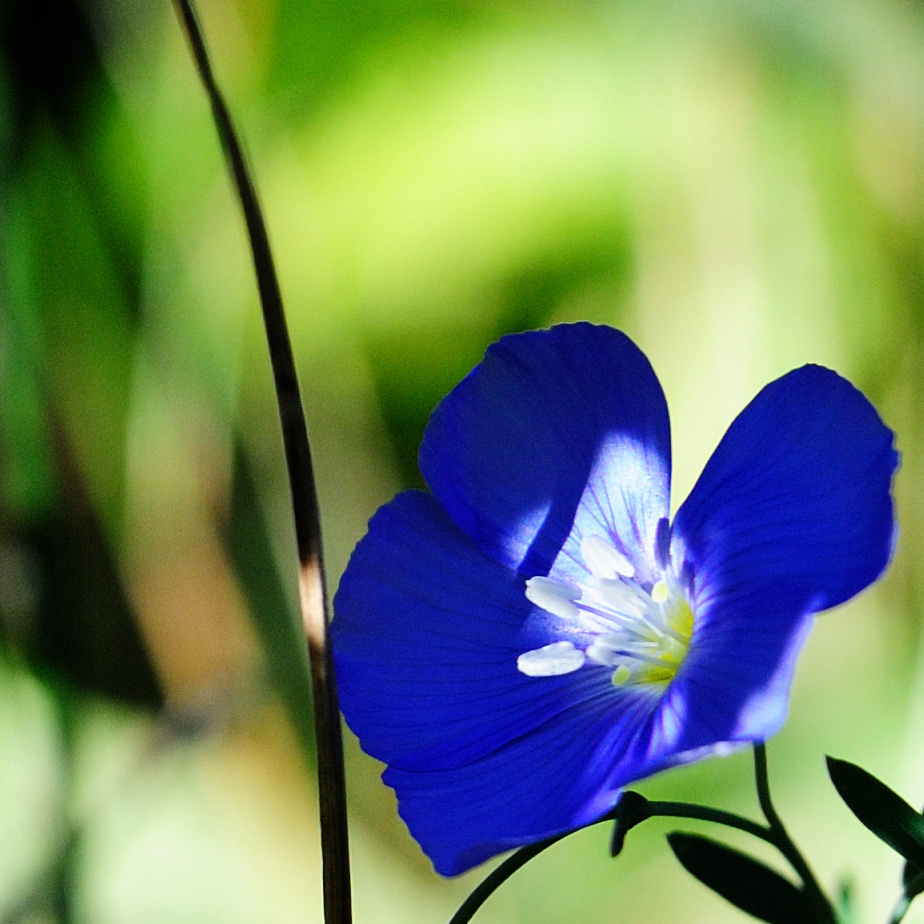 blaue blume cut 2