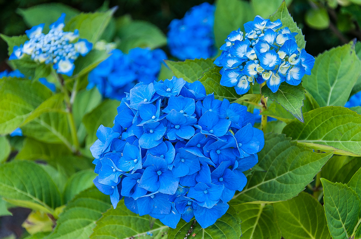 Blaue Hortensie (1 von 1).JPG