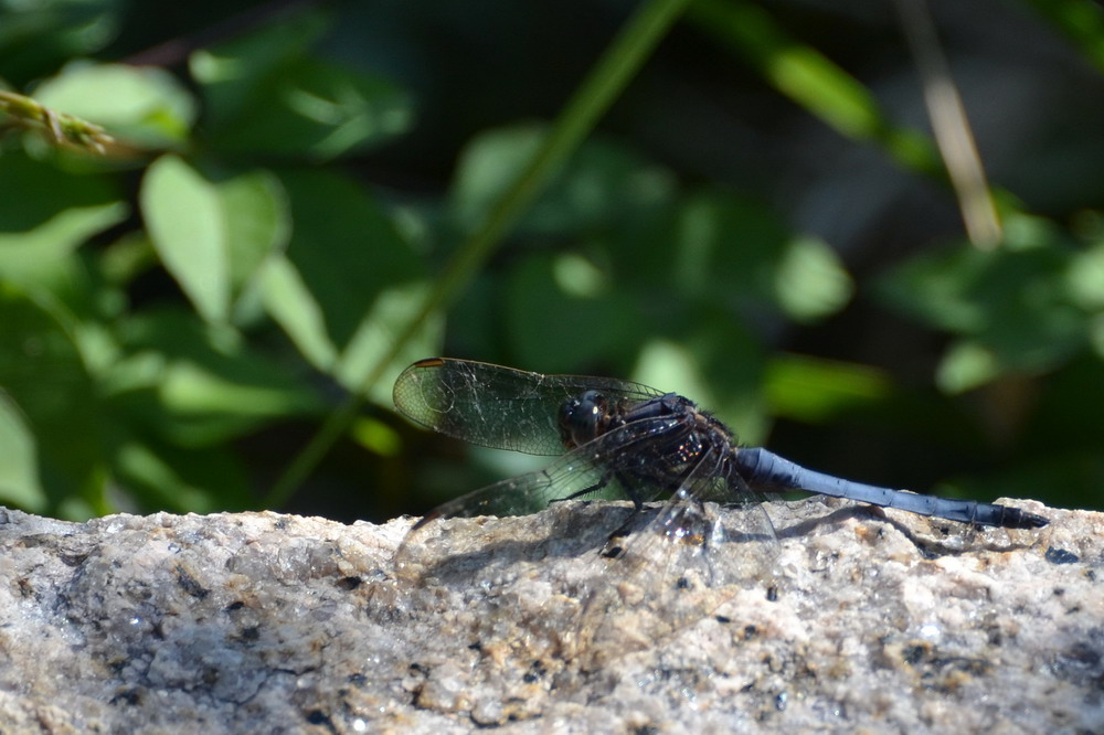 Blaue Libelle a