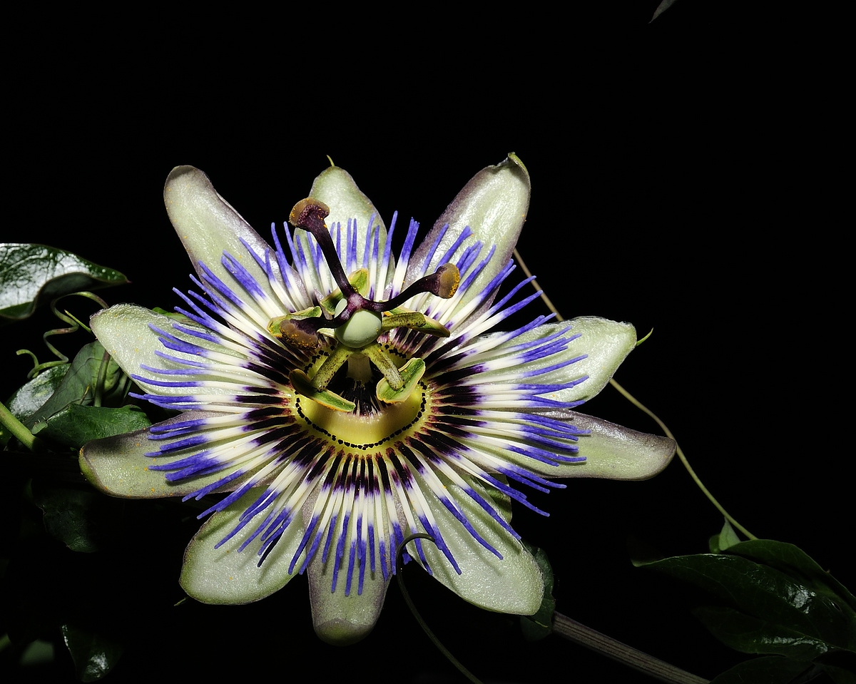 Blaue Passionsblume  DSC0036