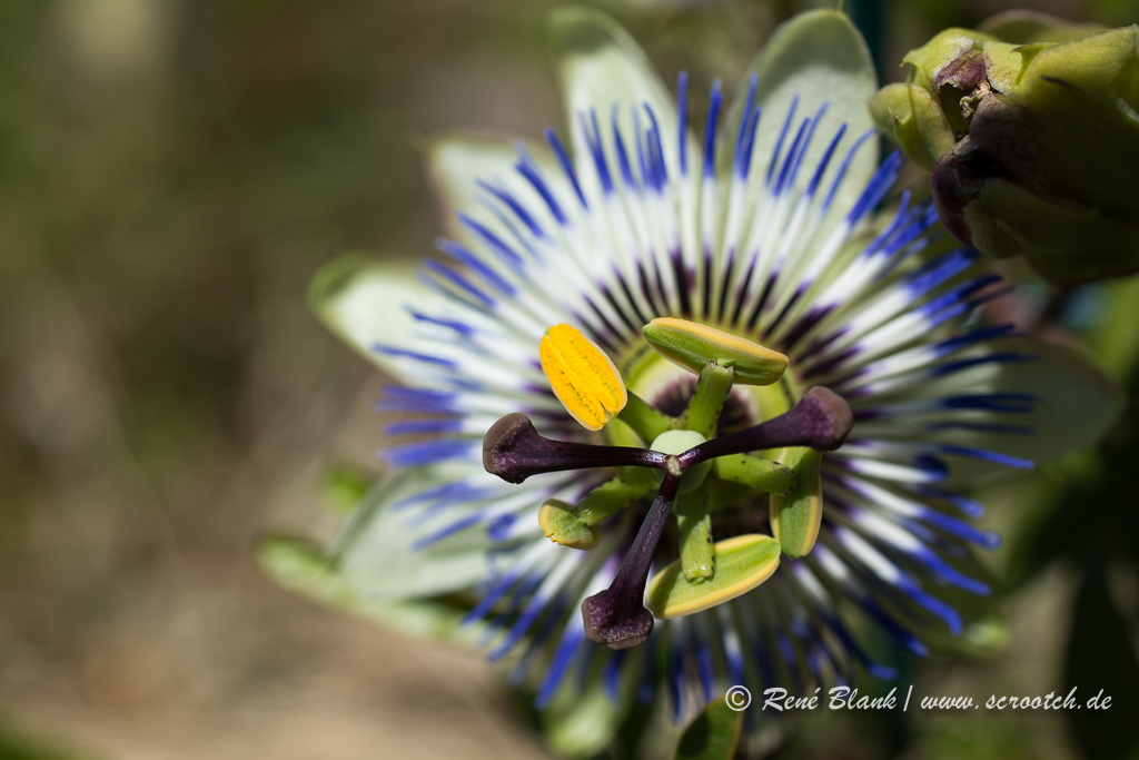 Blaue Passionsblume
