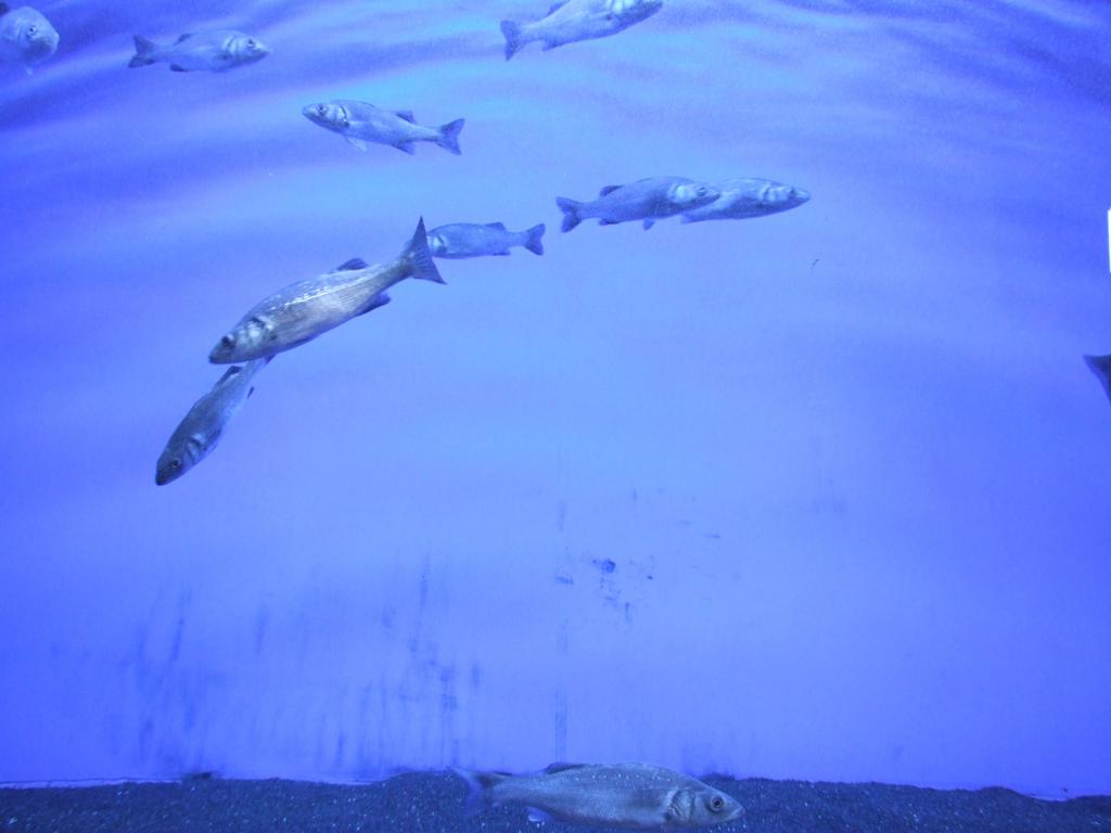 BlaueFische