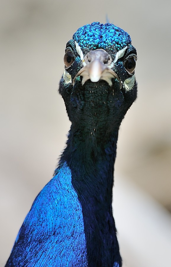 Blauer Pfau