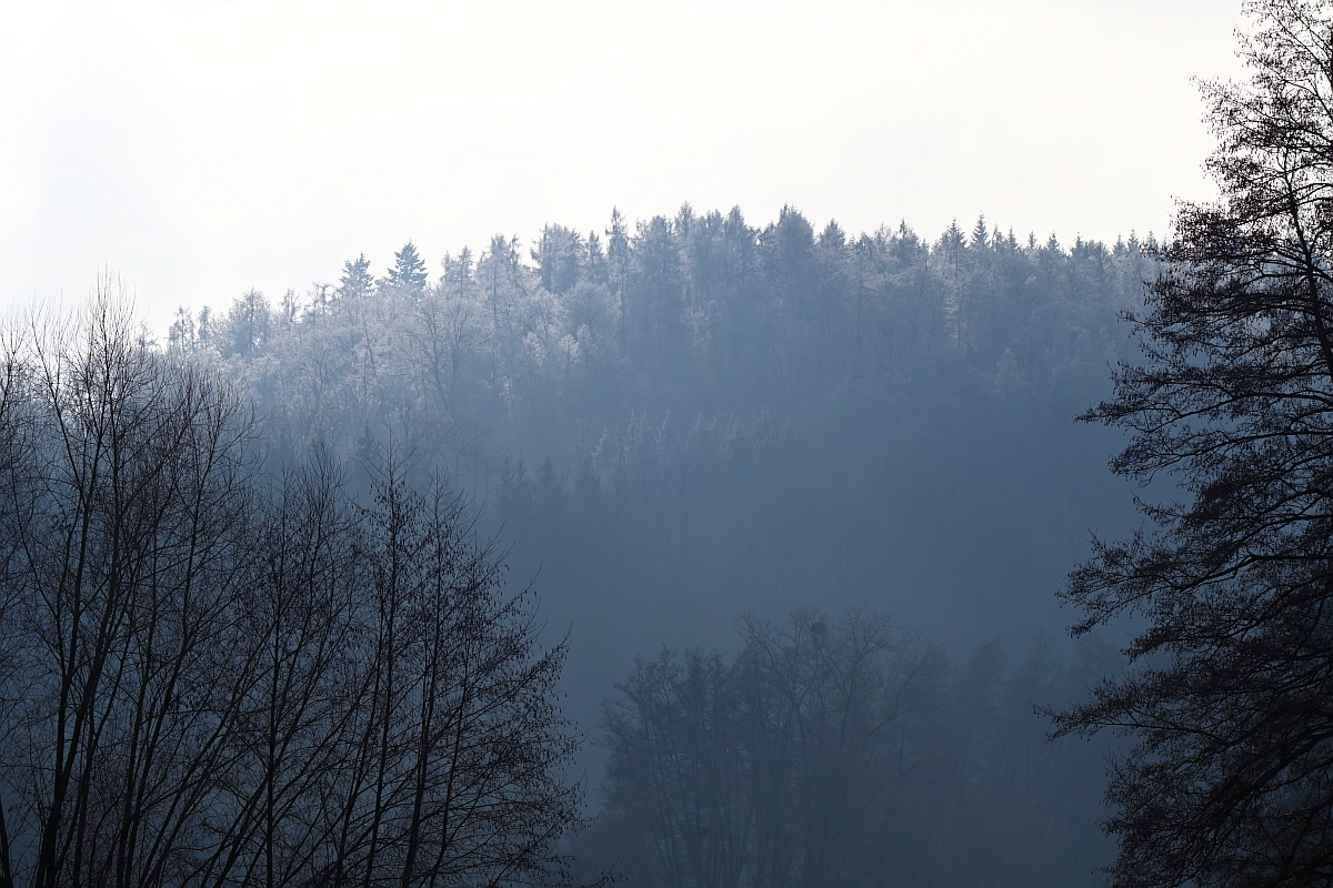 Blauer Wald.jpg