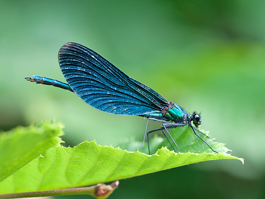 Blauflügel Prachtlibelle 2012 07 11 01
