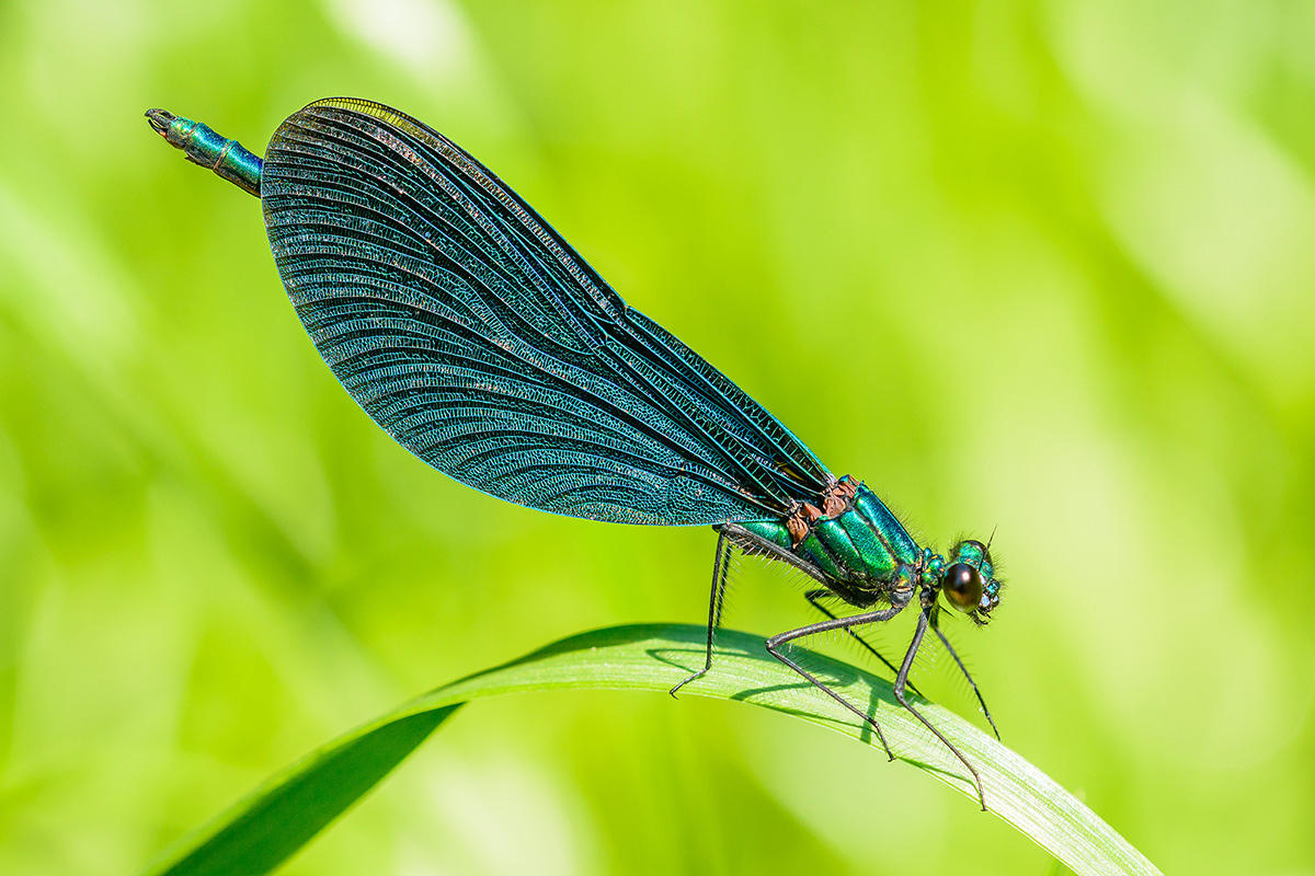 Blauflügel Prachtlibelle1