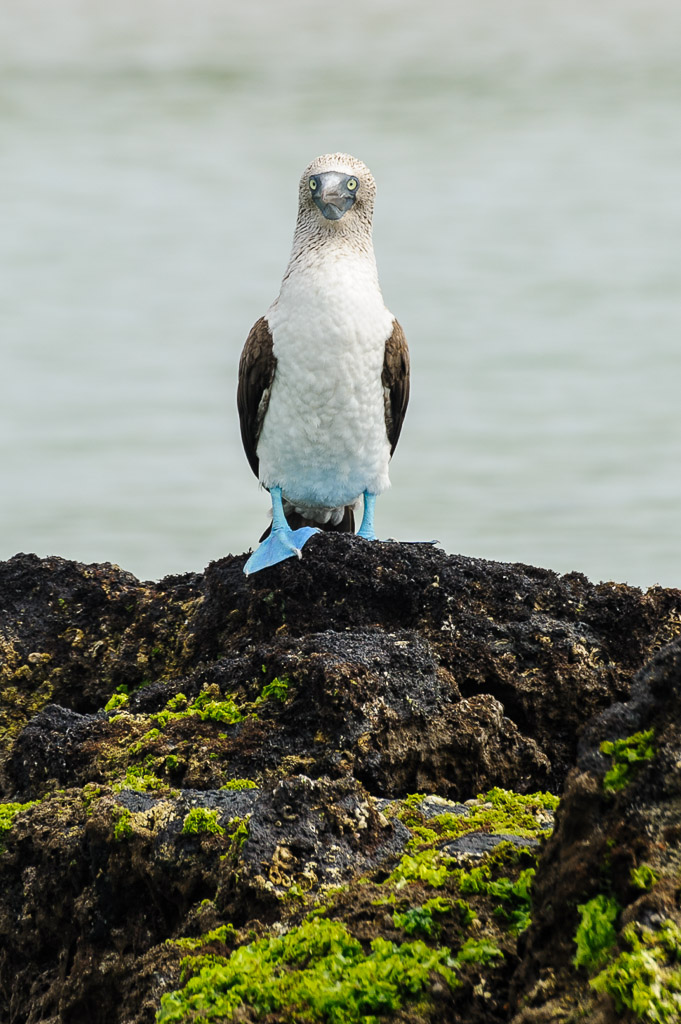 Blaufußtölpel - Galapagos, Ecuador

Sula nebouxii