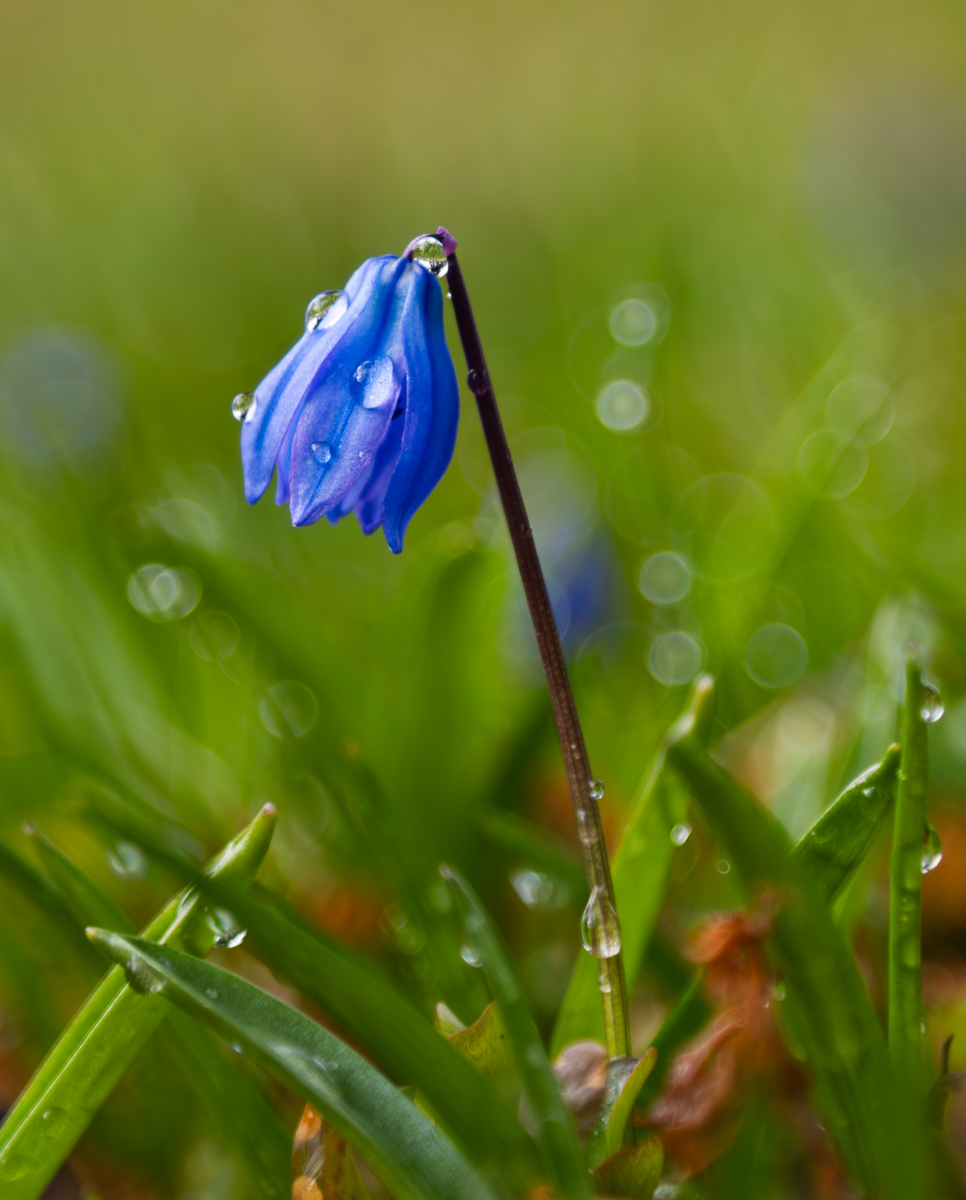 Blauglöckchen.jpg