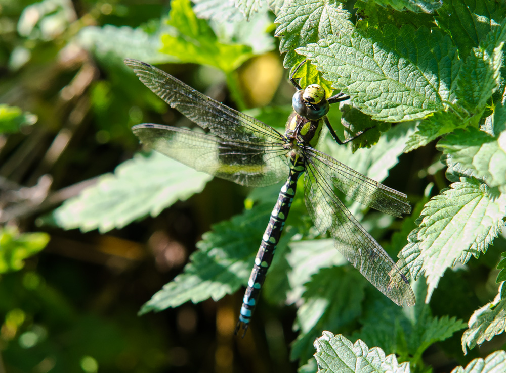 Blaugrüne Mosaikjungfer (Aeshna cyanea)