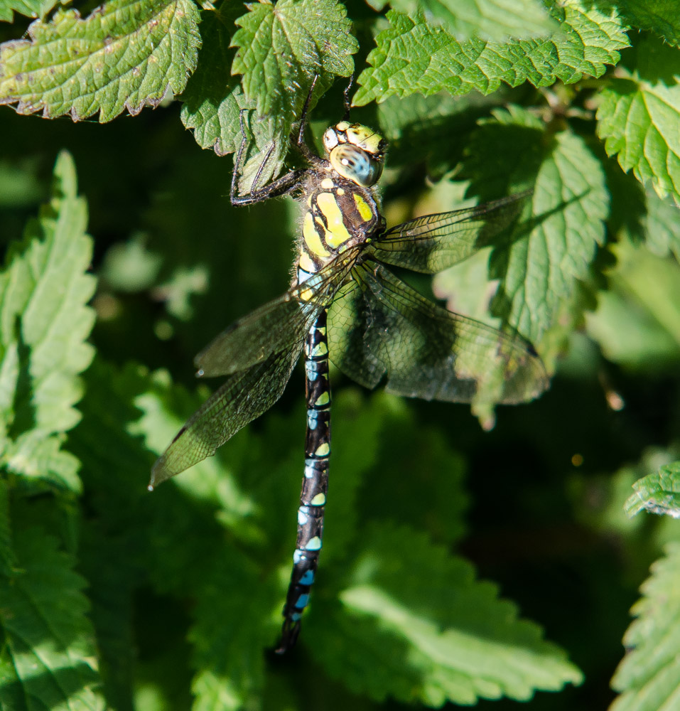 Blaugrüne Mosaikjungfer (Aeshna cyanea)