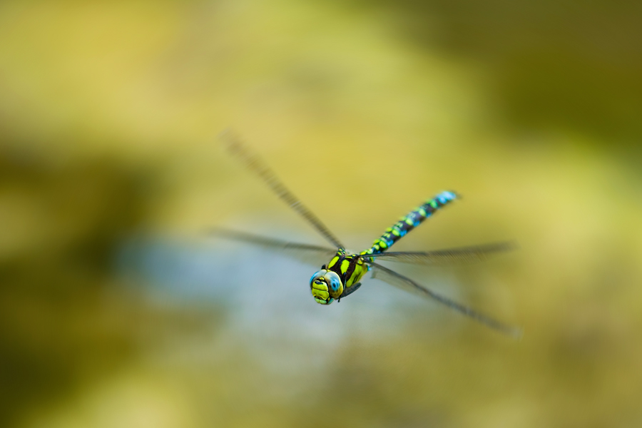 Blaugruene Mosaikjungfer im Flug