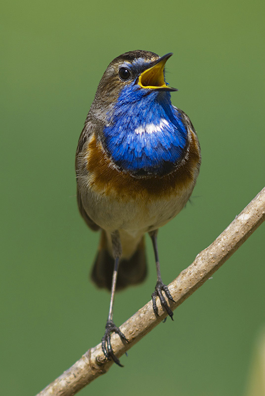 Blaukehlchen, bearbeitet
Novoflexgriff mit Leitz Telyt 6,8/560mm
D200 als digitaler Konverter