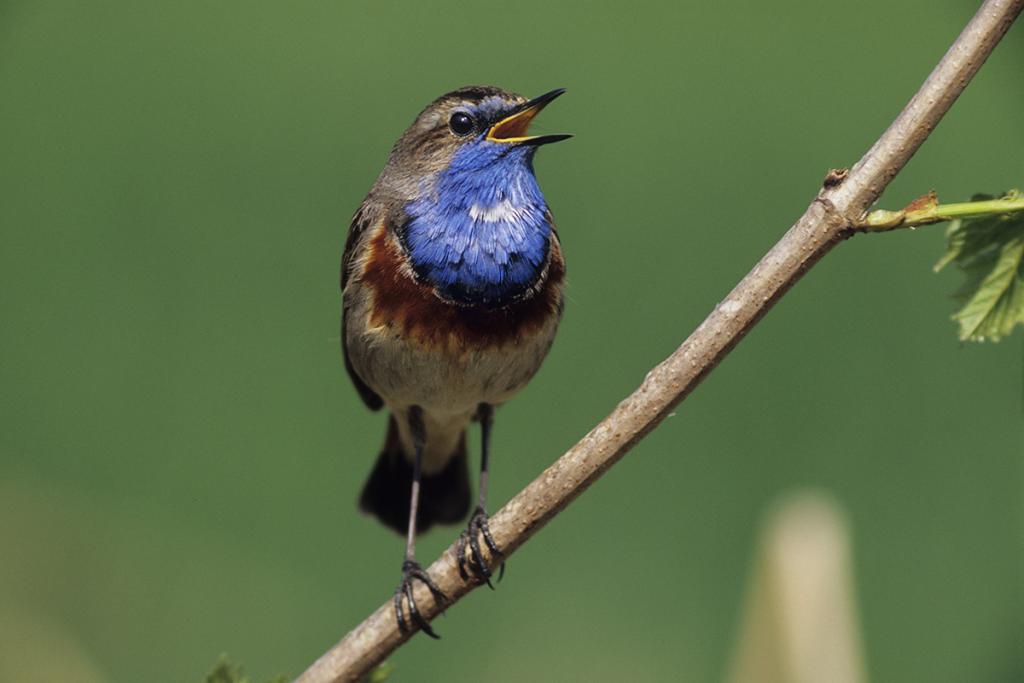 Blaukehlchen
Scan von Velvia 100
Novoflexgriff mit Leitz Telyt 6,8/560mm