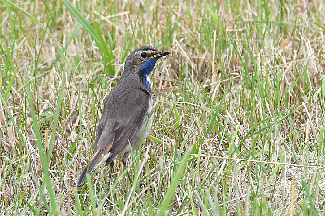 Blaukehlchen_4639.jpg
