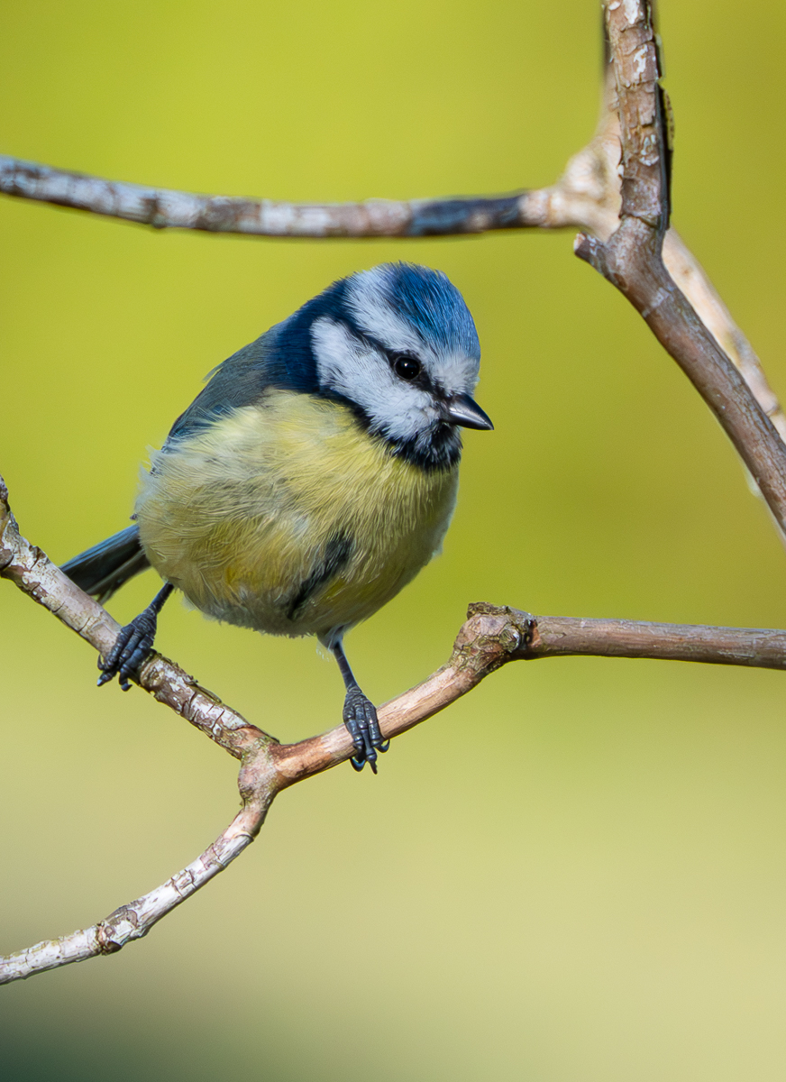 BlaumeisAnsitz.jpg