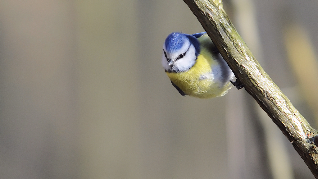 Blaumeise 01 2013