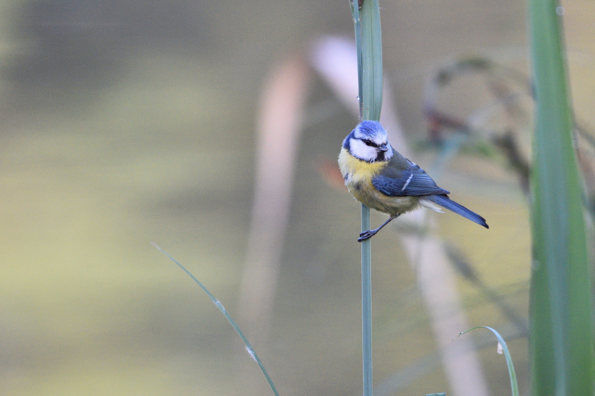Blaumeise 052016