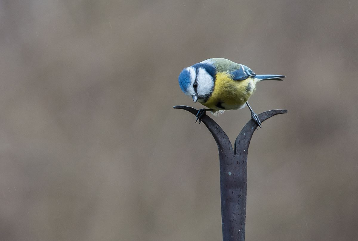 Blaumeise 1.jpg