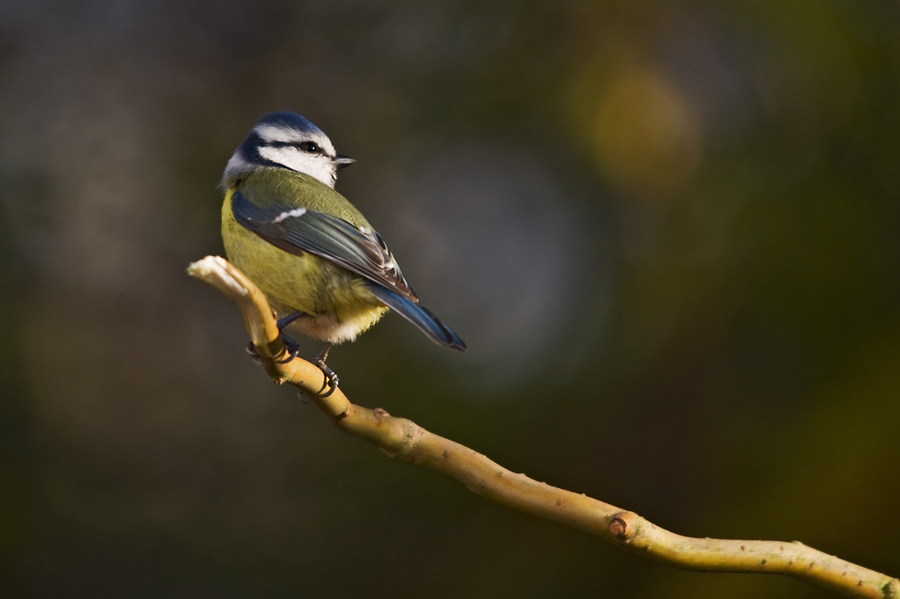 Blaumeise 1
