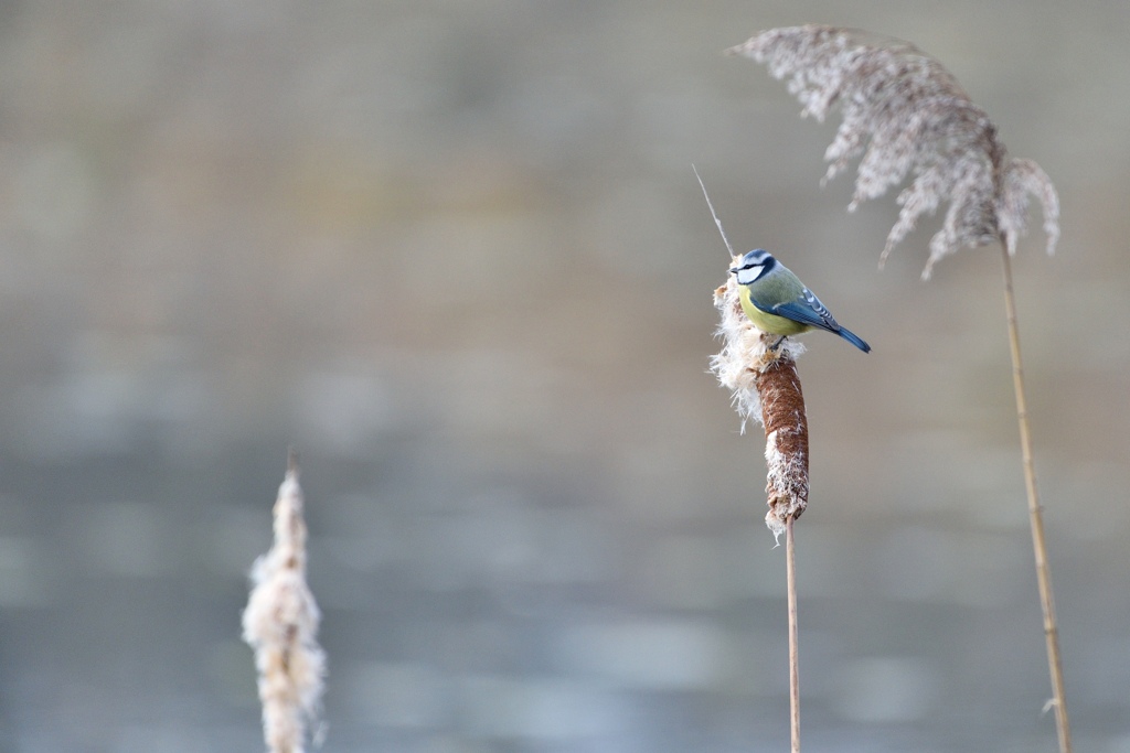 Blaumeise 122015 1