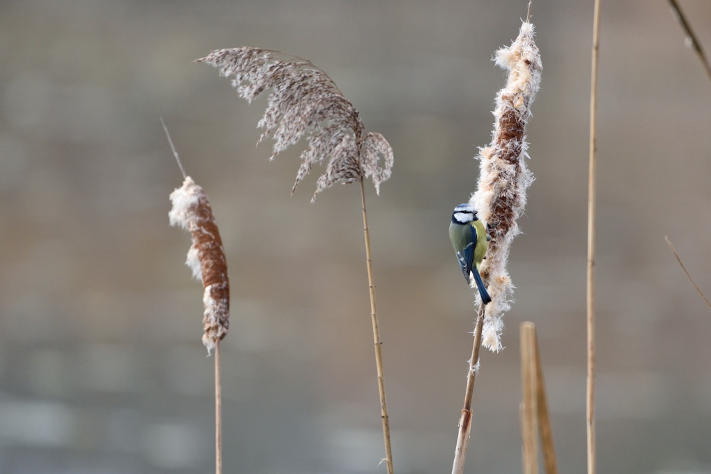 Blaumeise 122015 2
