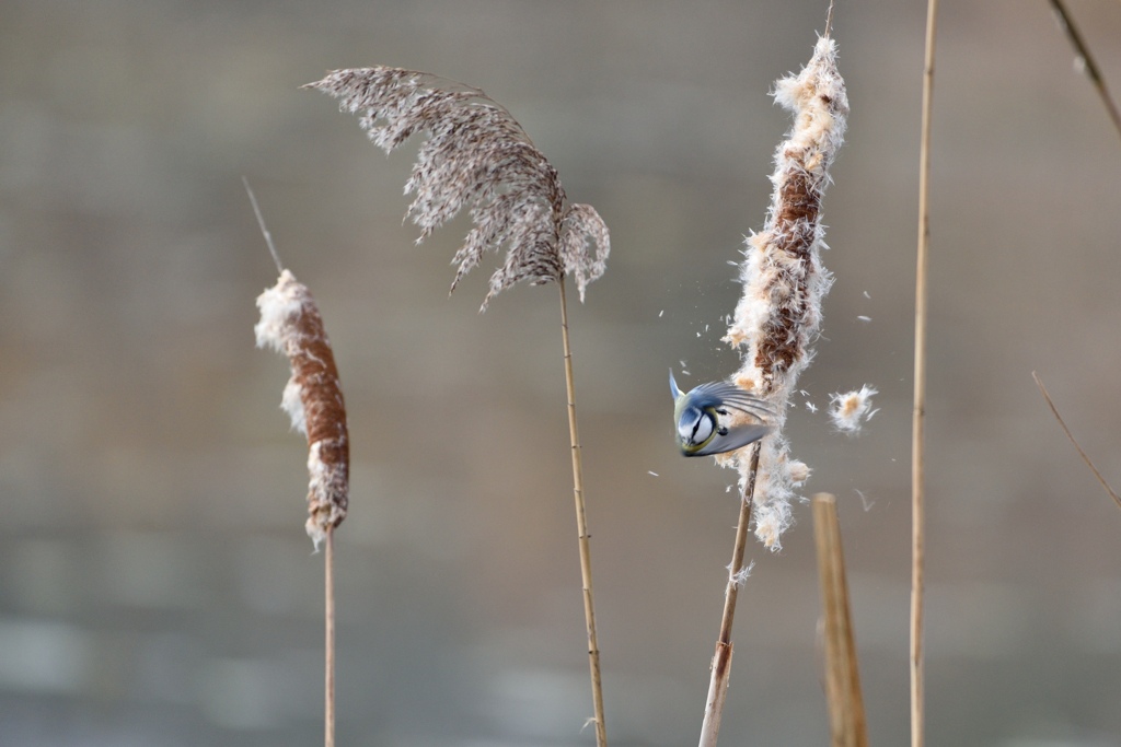 Blaumeise 122015 3